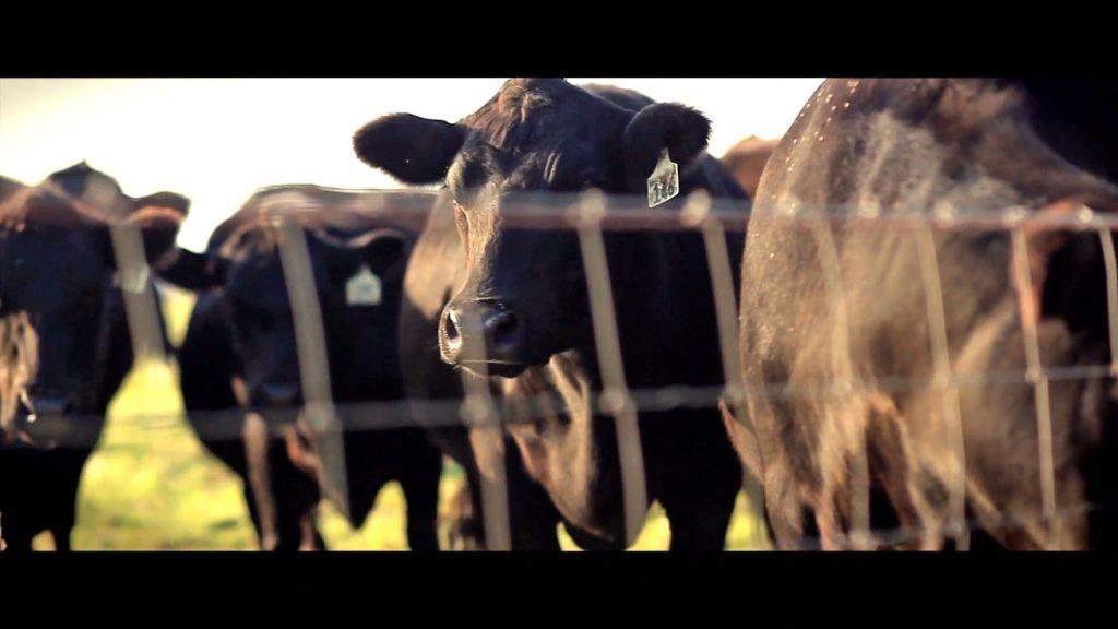 Cowspiracy:  The Sustainability Secret