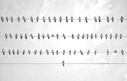 the-birds-on-a-wire