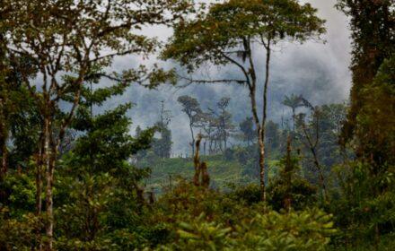 amazon rainforest burning