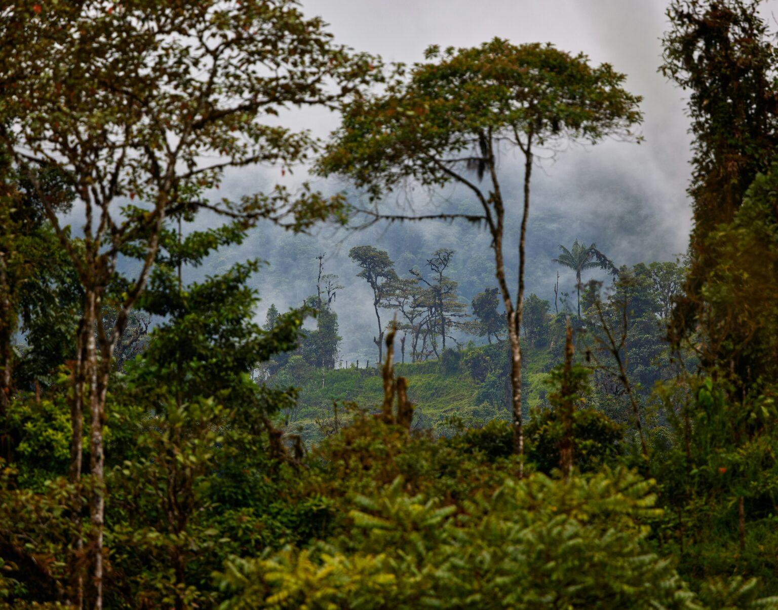 amazon rainforest burning